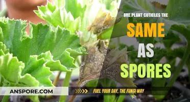 Plant Cuticles vs. Spores: Understanding Their Unique Roles and Differences