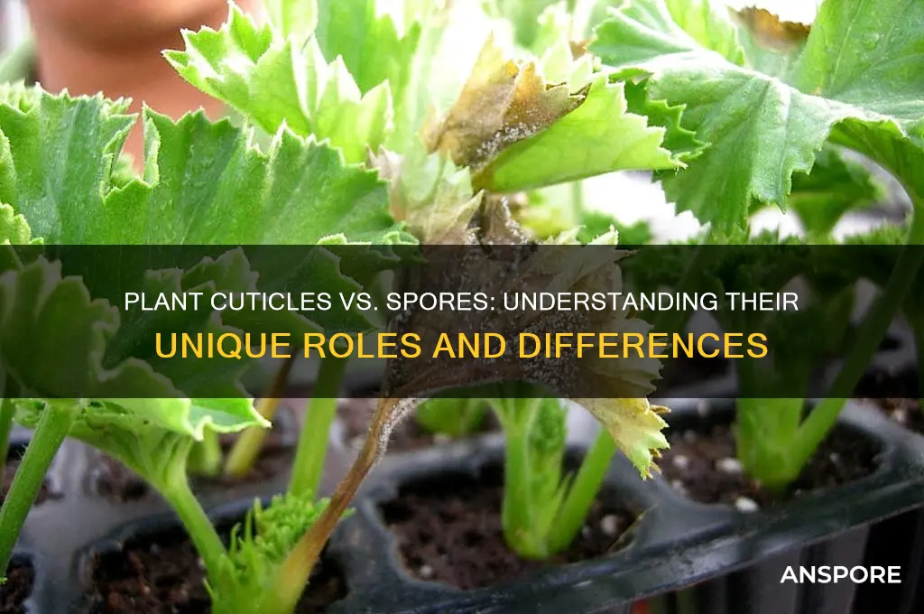 are plant cuticles the same as spores