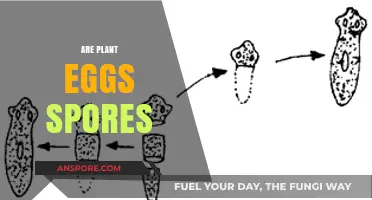 Are Plant Eggs Spores? Unraveling the Mystery of Plant Reproduction