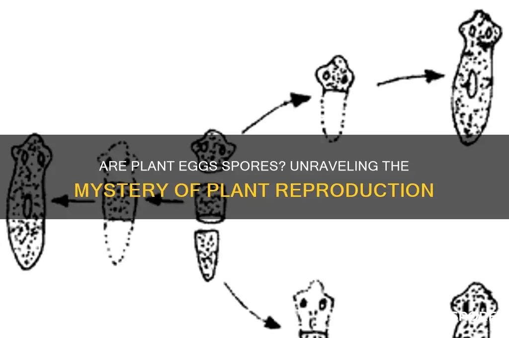 are plant eggs spores