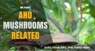 Mushrooms and Plants: Distant Relatives or Strangers?
