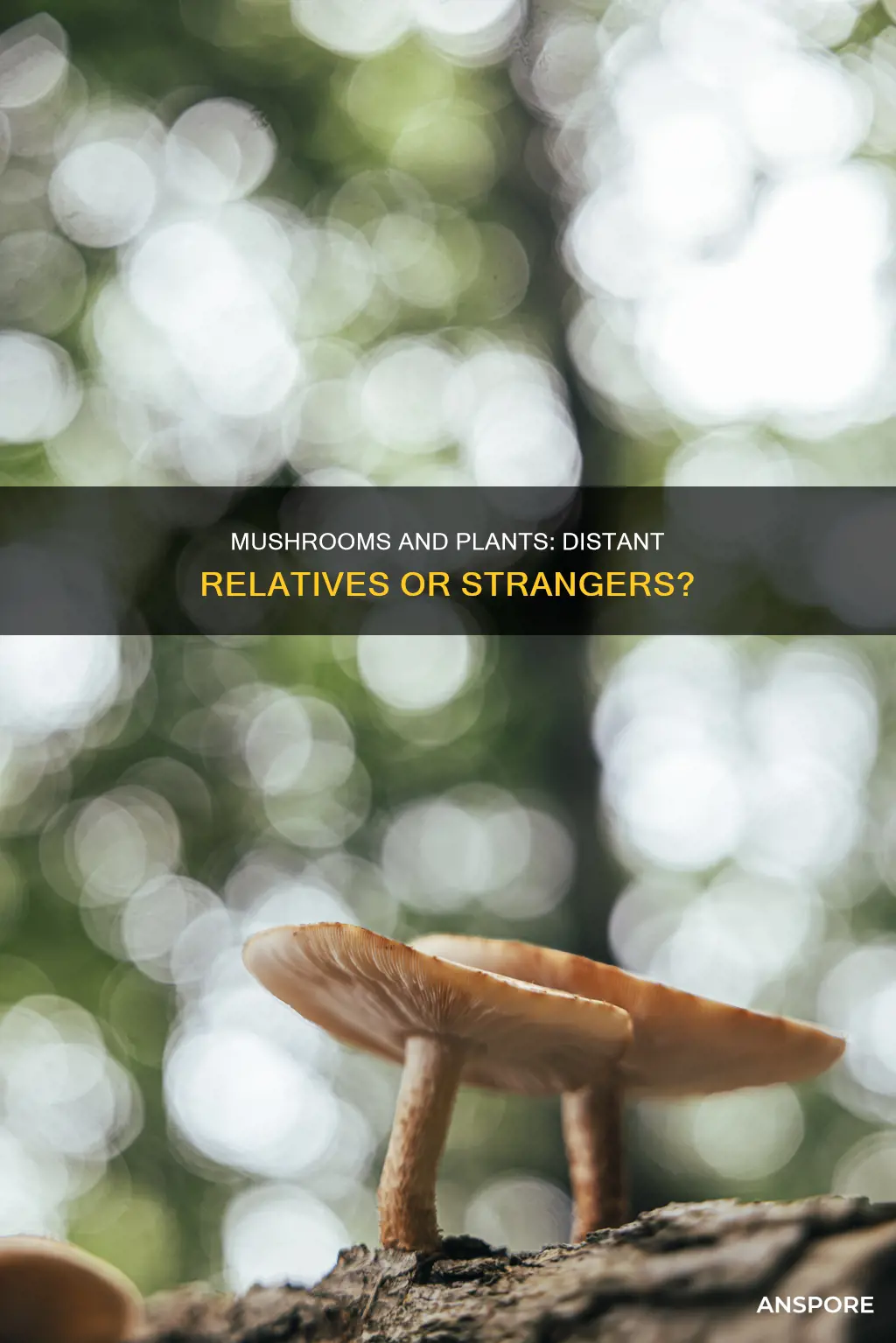 are plants and mushrooms related