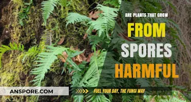 Are Spore-Grown Plants Harmful? Unveiling the Truth About Their Safety
