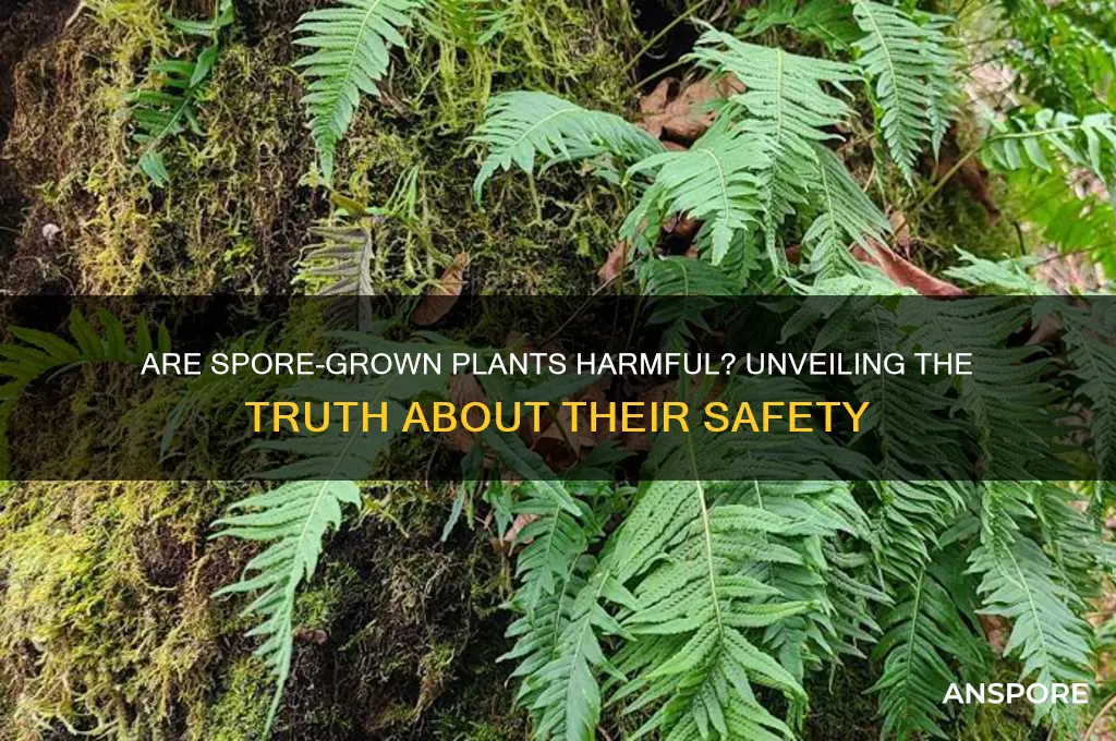 are plants that grow from spores harmful