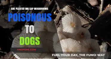 Are Pleated Ink Cap Mushrooms Toxic to Dogs? Find Out Now
