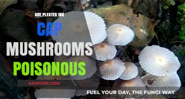 Are Pleated Ink Cap Mushrooms Poisonous? A Comprehensive Guide