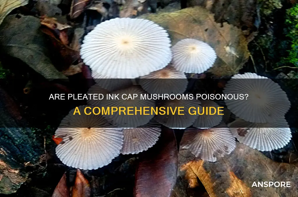 are pleated ink cap mushrooms poisonous