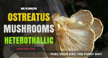 Heterothallism in Oyster Mushrooms: What's the Deal?