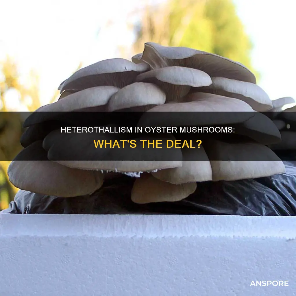 are pleorotus ostreatus mushrooms heterothallic