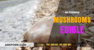 Exploring Pluteaceae Mushrooms: Are They Safe to Eat?