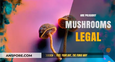 Are Polkadot Mushrooms Legal? Exploring Psilocybin's Legal Status
