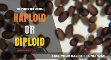 Pollen and Spores: Understanding Their Haploid or Diploid Nature