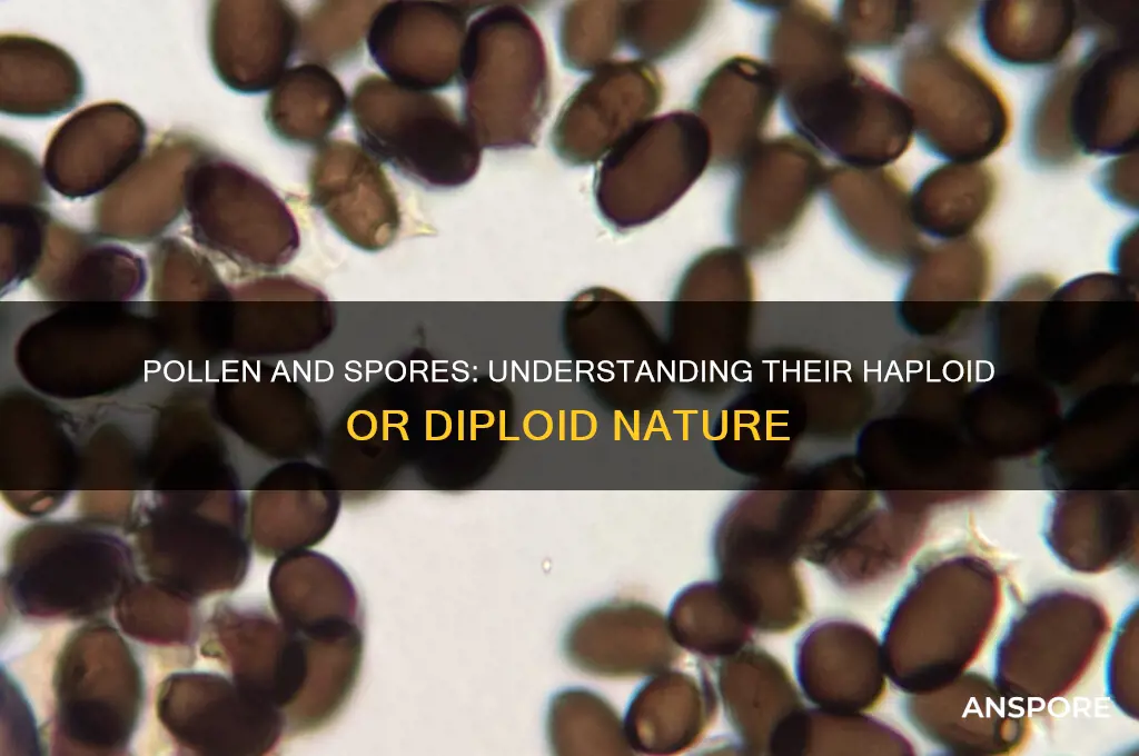 are pollen and spores haploid or diploid