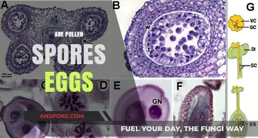 Pollen Spores vs. Eggs: Unraveling the Botanical Mystery