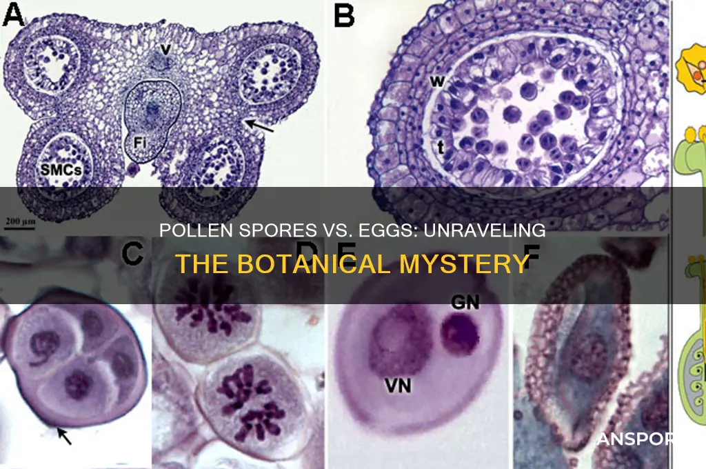 are pollen spores eggs