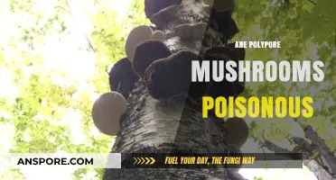 Are Polypore Mushrooms Poisonous? A Comprehensive Guide to Safety