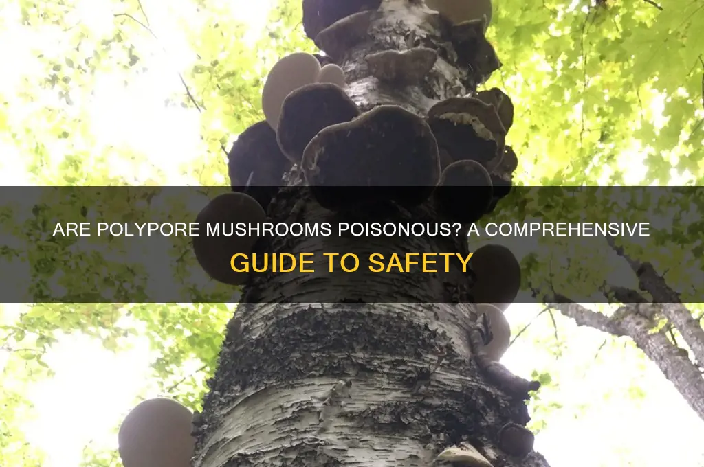 are polypore mushrooms poisonous