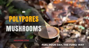 Polypores: A Unique Type of Mushroom