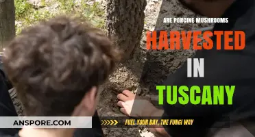 Mushroom Hunting: Porcine Delicacies in Tuscany's Forests