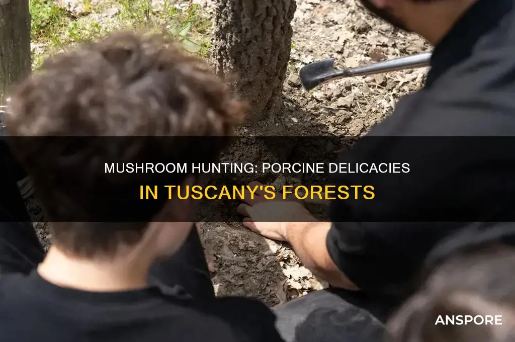 are porcine mushrooms harvested in tuscany