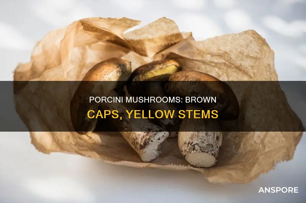 are porcini mushroom brown on top and yellow underneath