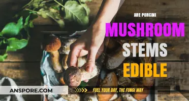 Can You Eat Porcini Mushroom Stems? A Tasty Guide