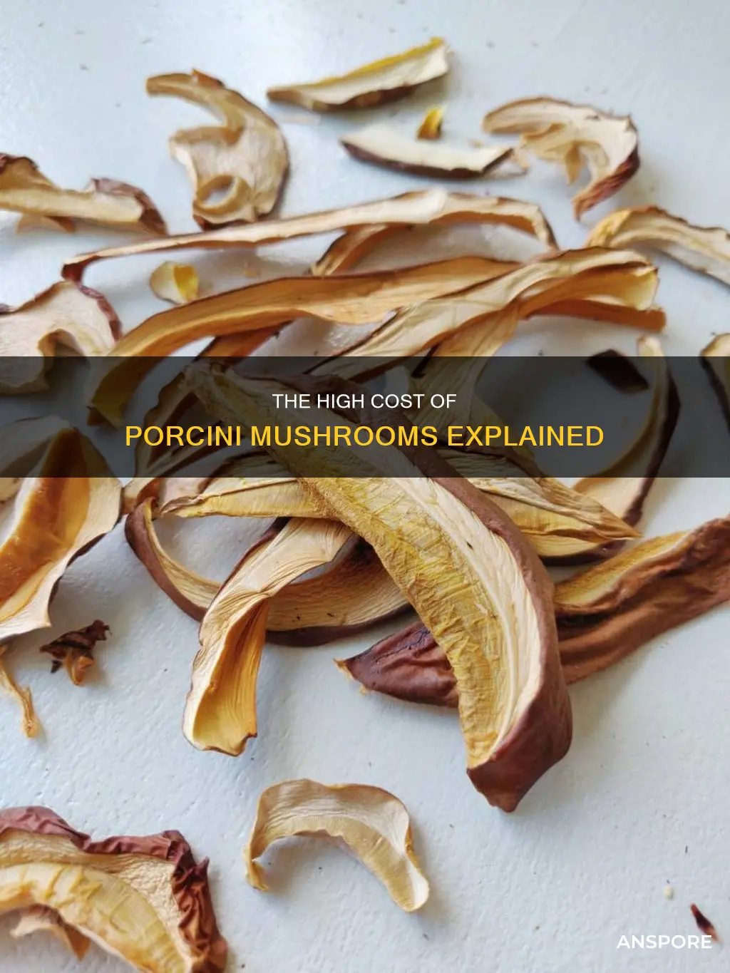 are porcini mushrooms expensive