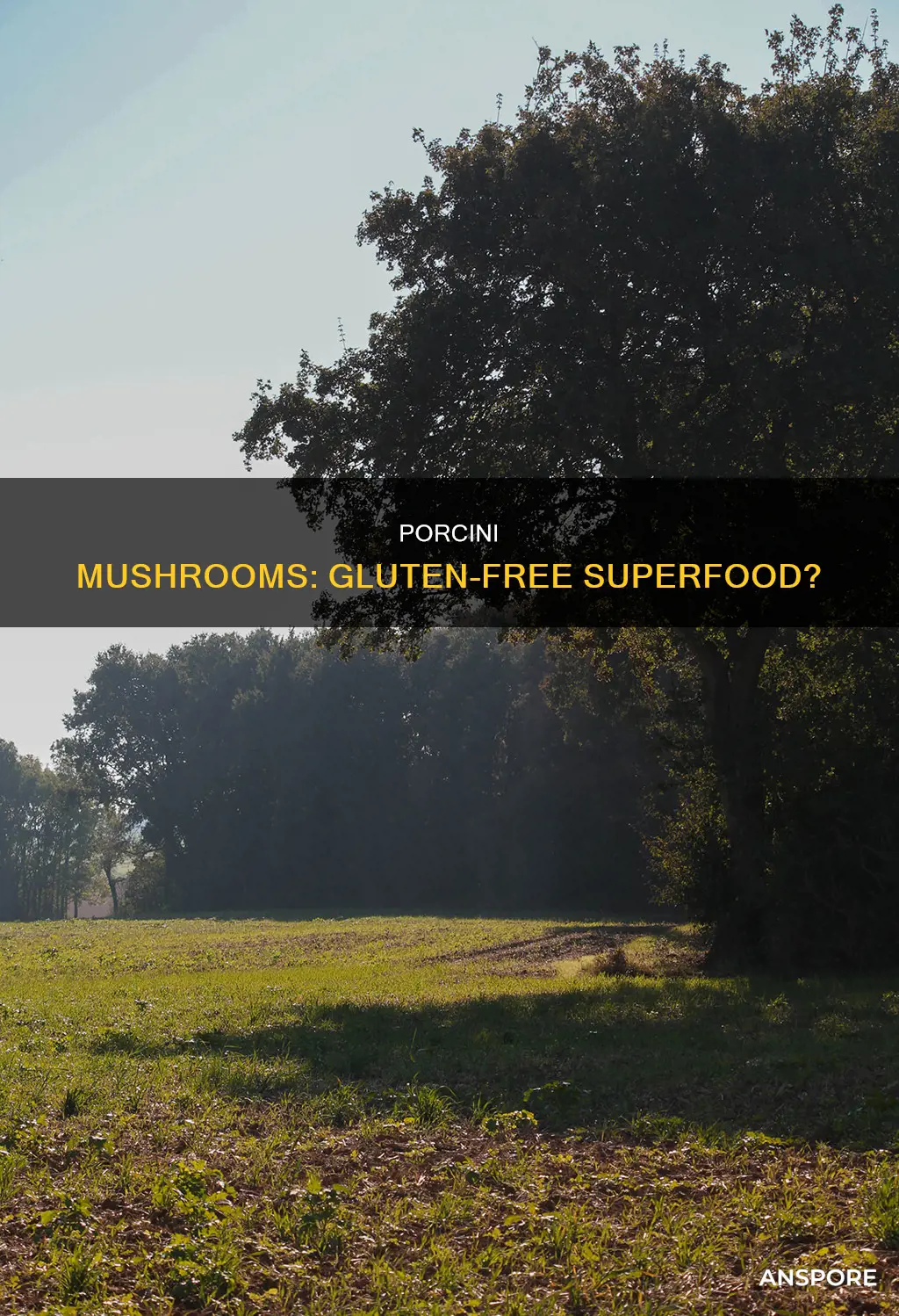 are porcini mushrooms gluten free