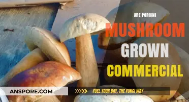 How Porcini Mushrooms Are Grown for Commercial Use