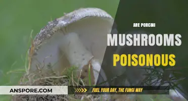 Are Porcini Mushrooms Poisonous? Unveiling the Truth About This Delicacy