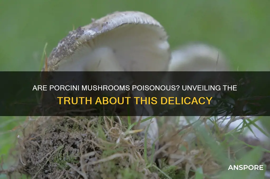 are porcini mushrooms poisonous