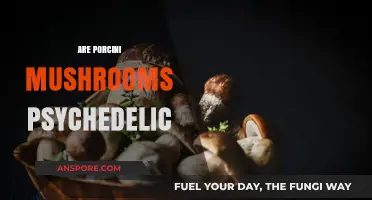 Porcini Mushrooms: A Psychedelic Trip?