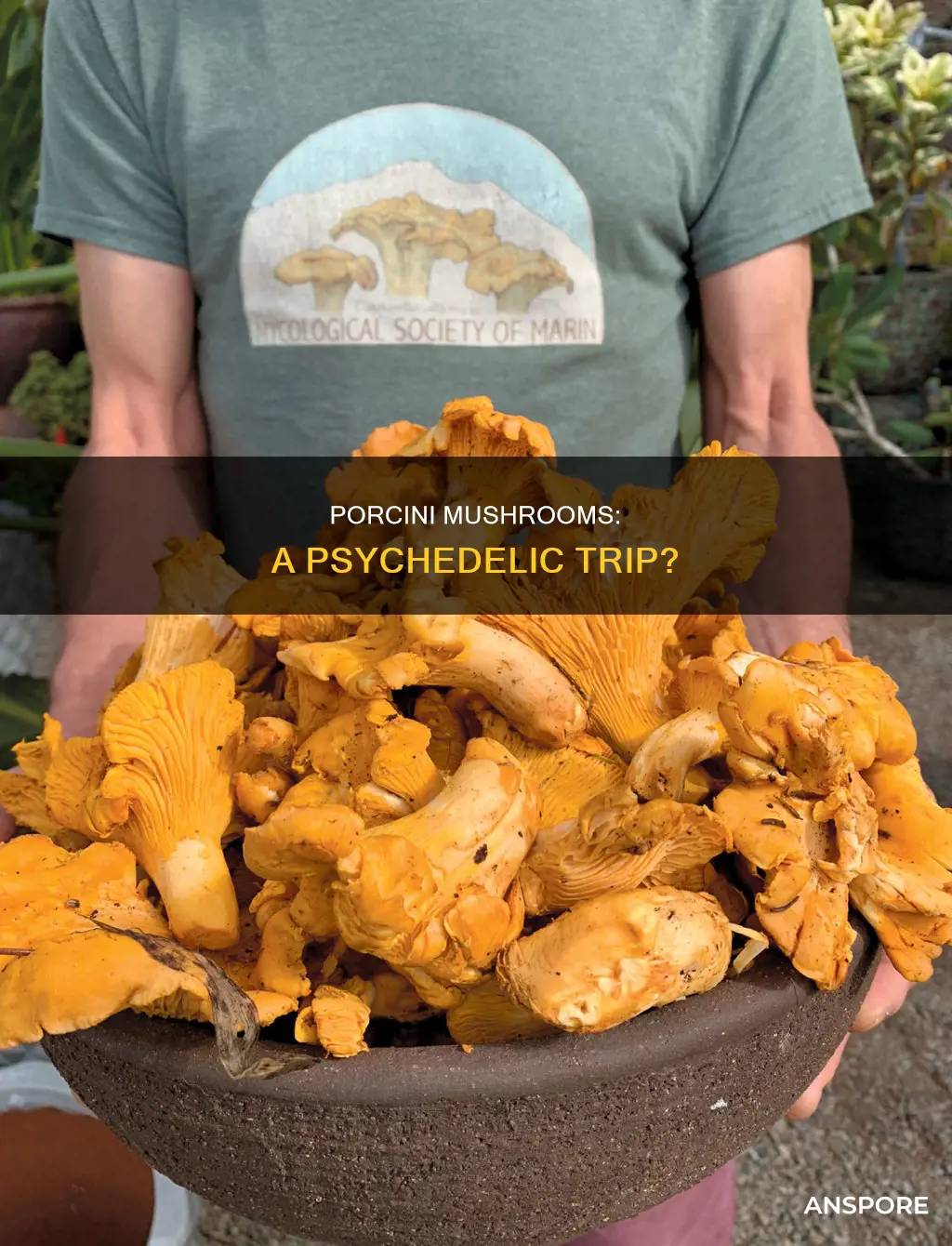 are porcini mushrooms psychedelic
