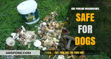 Are Porcini Mushrooms Safe Treats for Dogs?