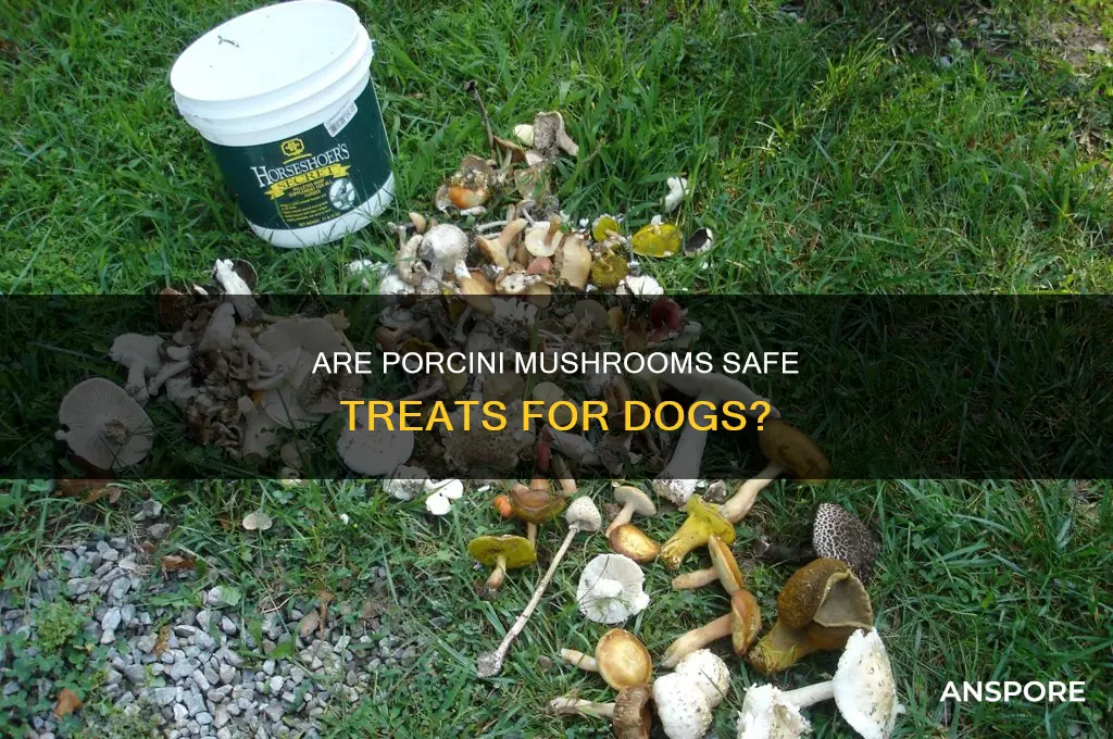 are porcini mushrooms safe for dogs