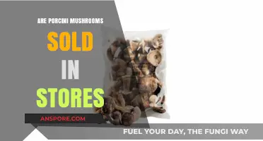 Where to Find Porcini Mushrooms: Fresh or Dried?