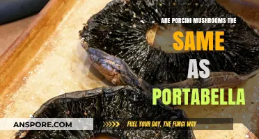 Porcini vs Portabella Mushrooms: What's the Difference?
