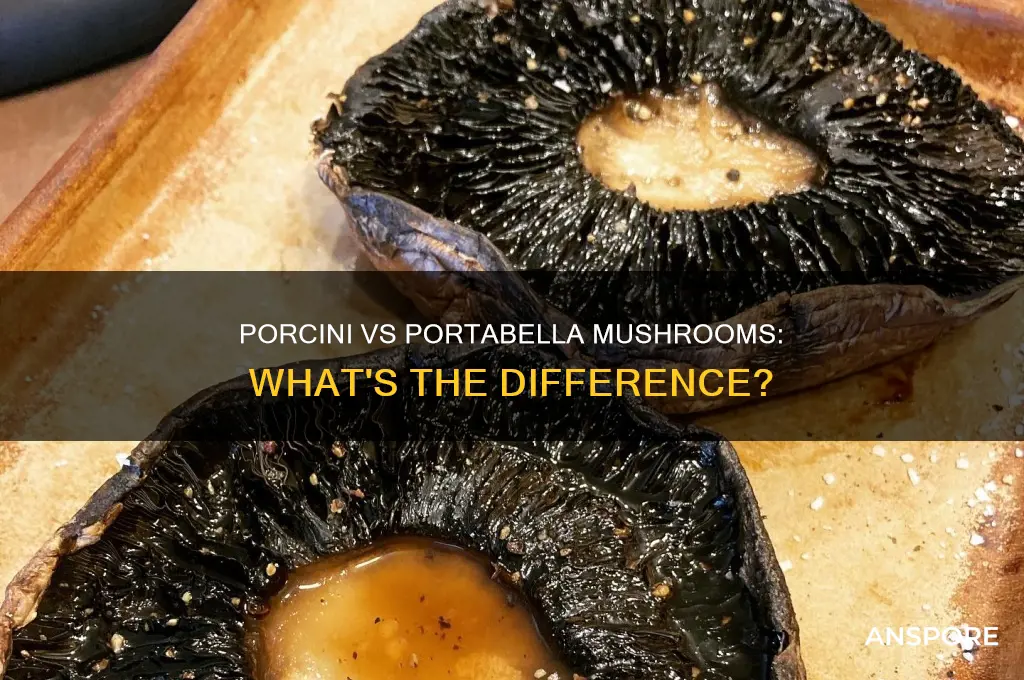 are porcini mushrooms the same as portabella