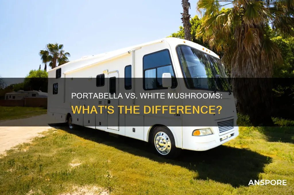 are porta bellas the same as white mushrooms