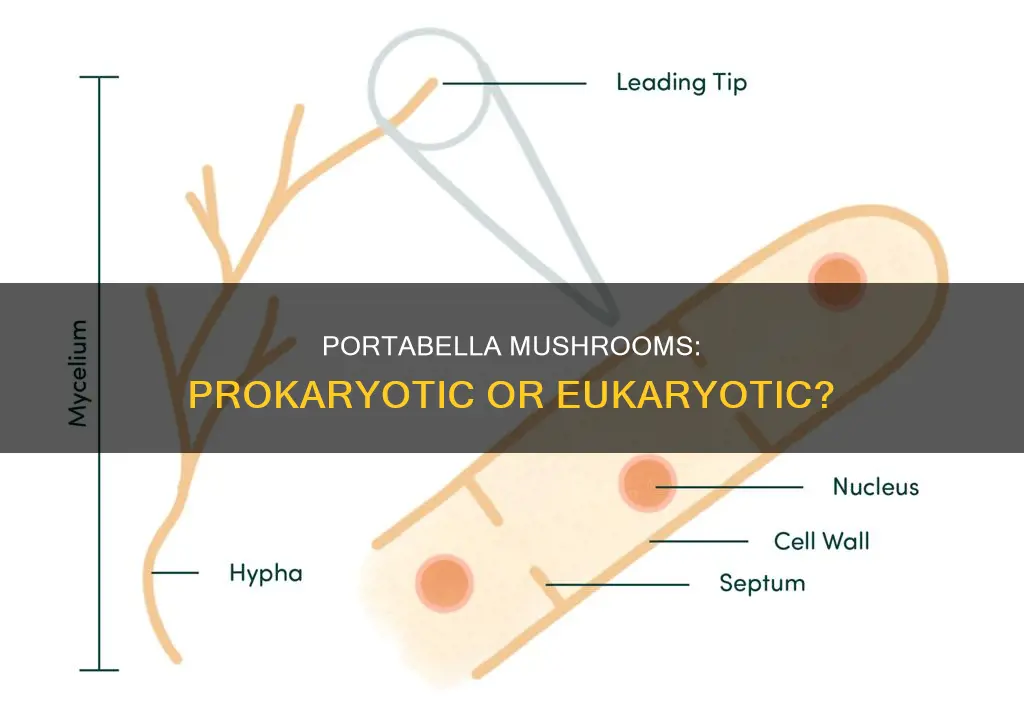 are portabella mushroom prokaryotic