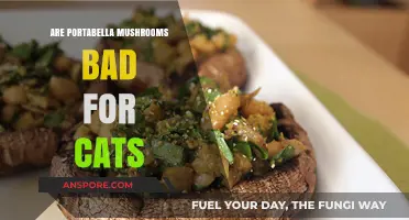 Are Portabella Mushrooms Safe for Cats? Risks and Facts