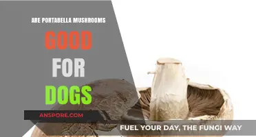 Can Dogs Eat Portabella Mushrooms? Benefits, Risks, and Safe Serving Tips