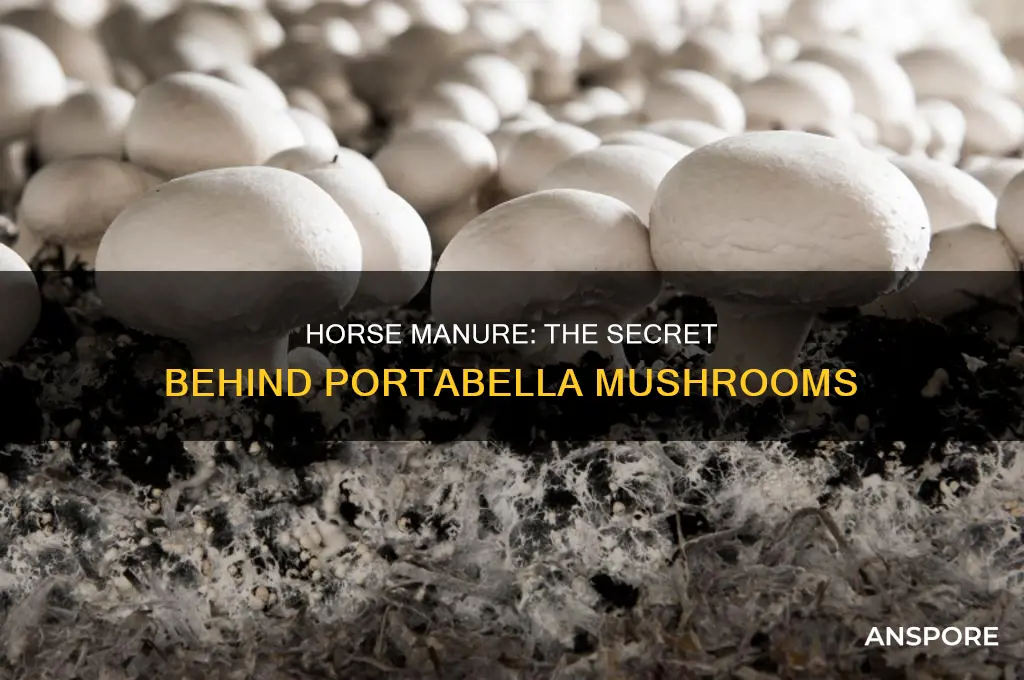 are portabella mushrooms grown in horse shit