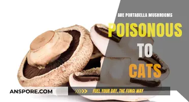Are Portabella Mushrooms Safe for Cats? A Pet Owner's Guide