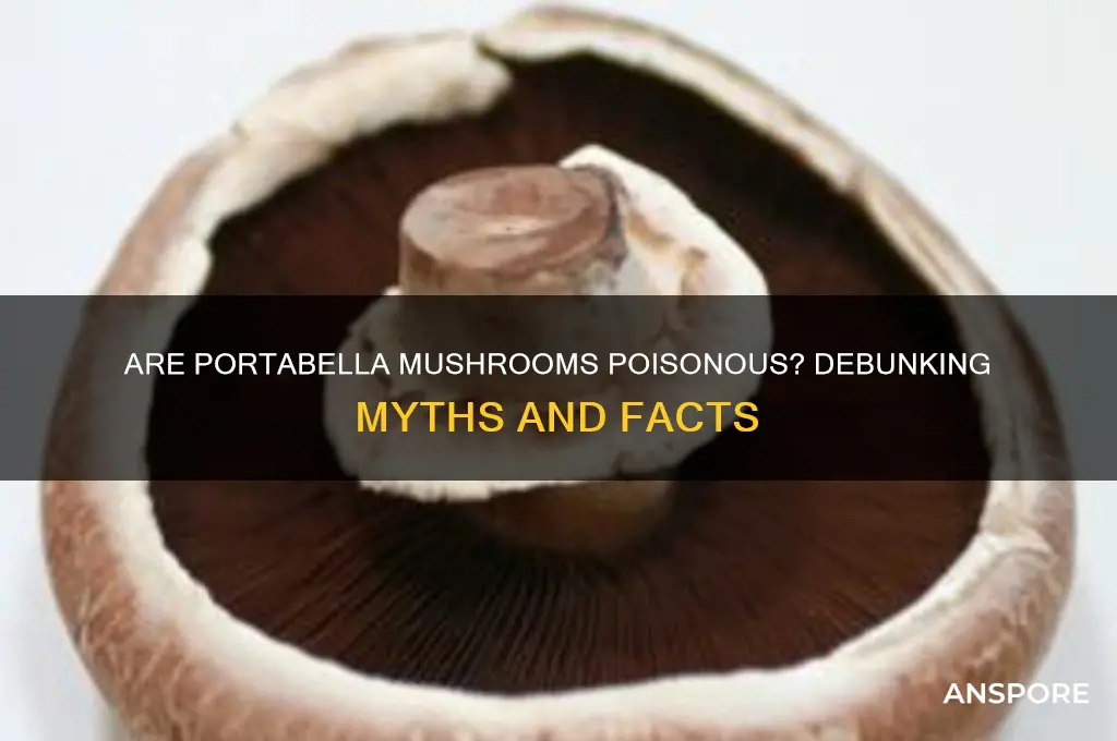 are portabella mushrooms poisonous