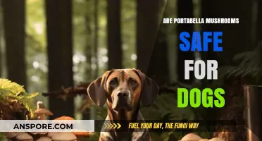 Portabella Mushrooms: Safe or Toxic for Dogs?