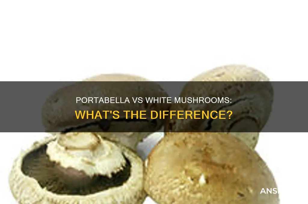 are portabella mushrooms the same as white mushrooms