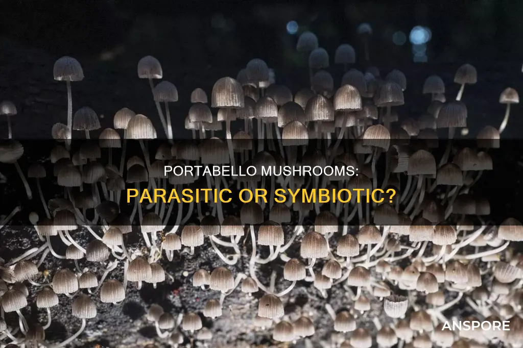 are portabello mushrooms parasitic
