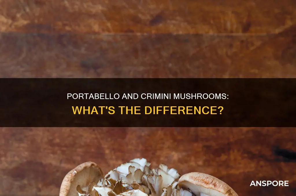 are portabello mushrooms the same as crimini