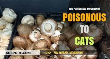 Are Portobello Mushrooms Safe for Cats? A Toxicity Guide